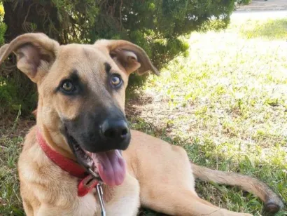 Cachorro raça SRD-ViraLata idade 7 a 11 meses nome Scooby