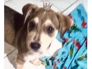 Cachorro raça SRD-ViraLata idade 2 a 6 meses nome Nino porte Pequeno bb5meses 