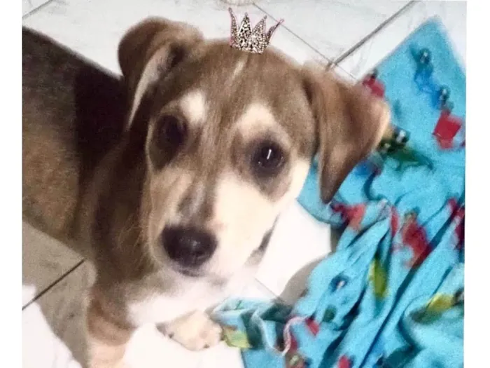 Cachorro ra a SRD-ViraLata idade 2 a 6 meses nome Nino porte Pequeno bb5meses 