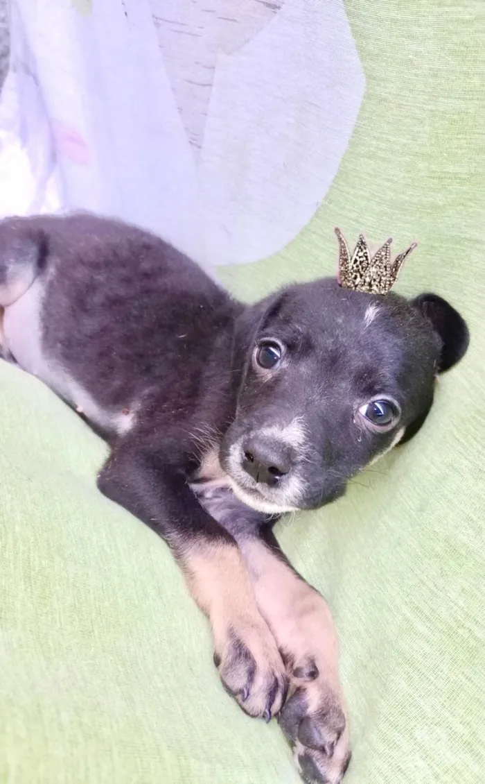 Cachorro ra a SRD-ViraLata idade 2 a 6 meses nome Amélie bb2meses porte Pequeno 