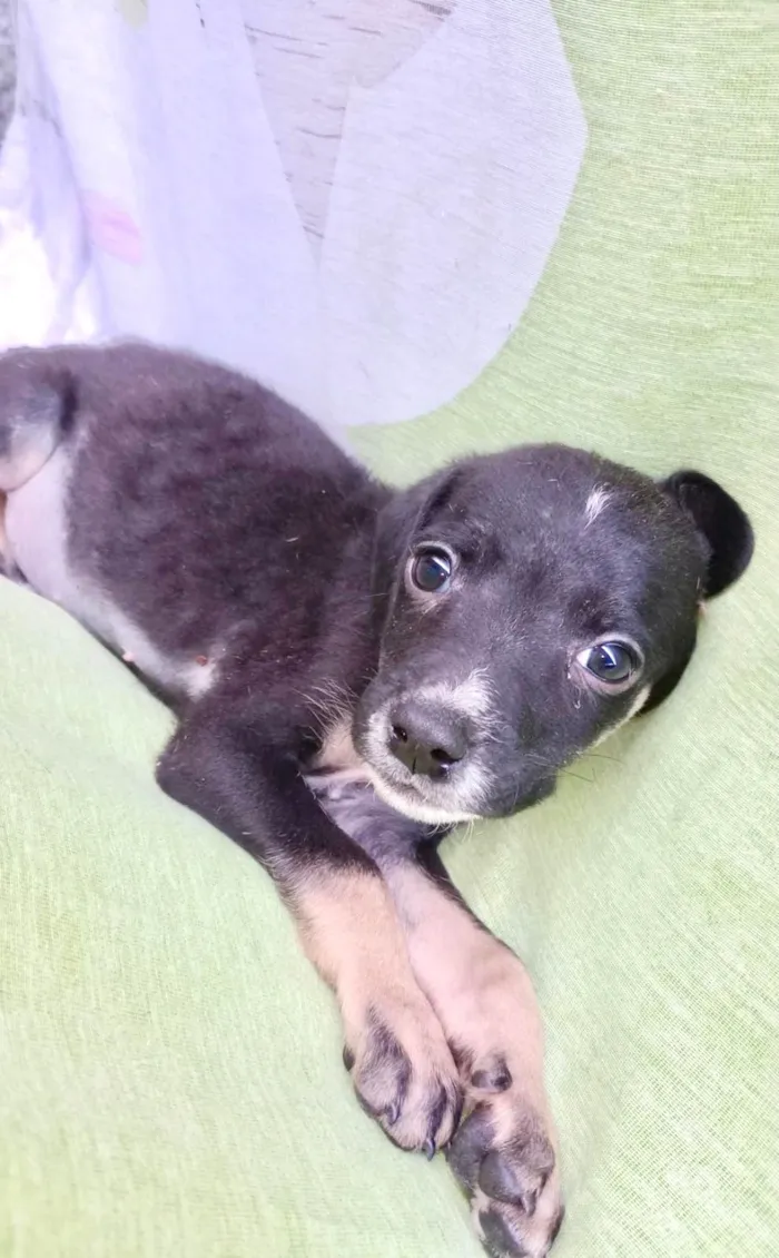 Cachorro ra a SRD-ViraLata idade 2 a 6 meses nome Amélie bb2meses porte Pequeno 