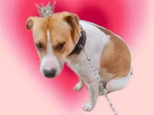 Cachorro raça SRD-ViraLata idade 7 a 11 meses nome Simon bb10meses lindo