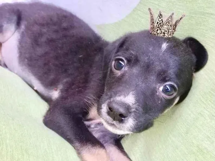 Cachorro ra a SRD-ViraLata idade 2 a 6 meses nome Amélie bb2meses porte Pequeno 