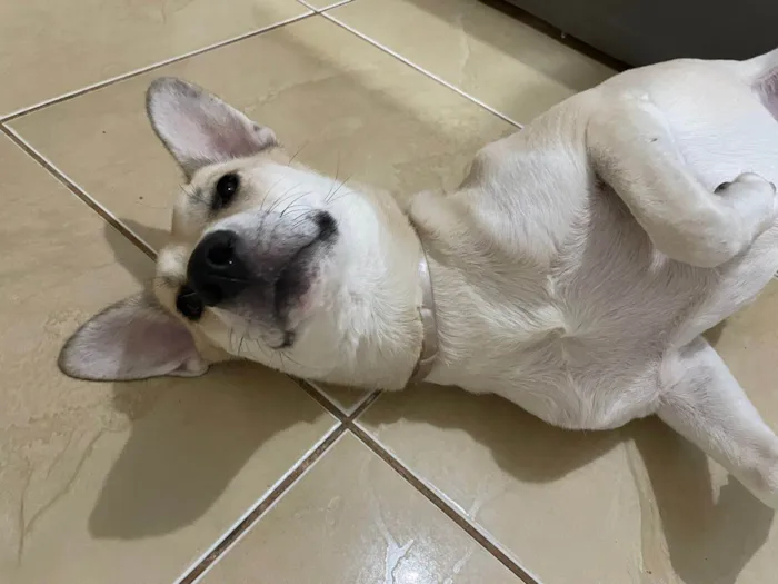 Cachorro ra a SRD-ViraLata idade 2 anos nome Loba