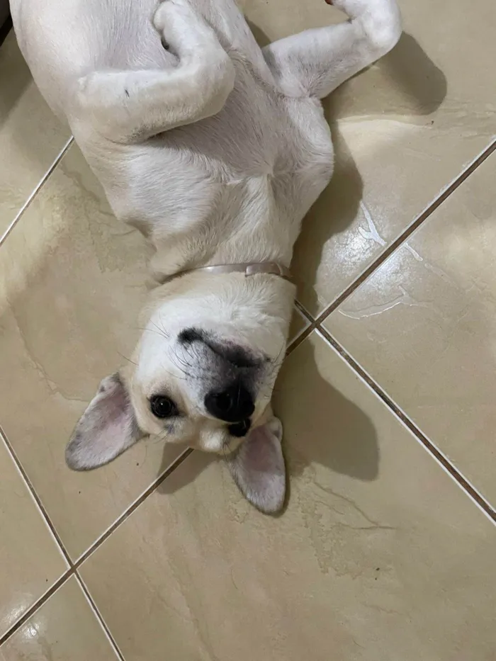 Cachorro ra a SRD-ViraLata idade 2 anos nome Loba