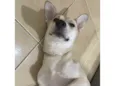 Loba