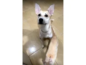 Cachorro raça SRD-ViraLata idade 2 anos nome Loba