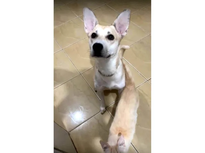 Cachorro ra a SRD-ViraLata idade 2 anos nome Loba
