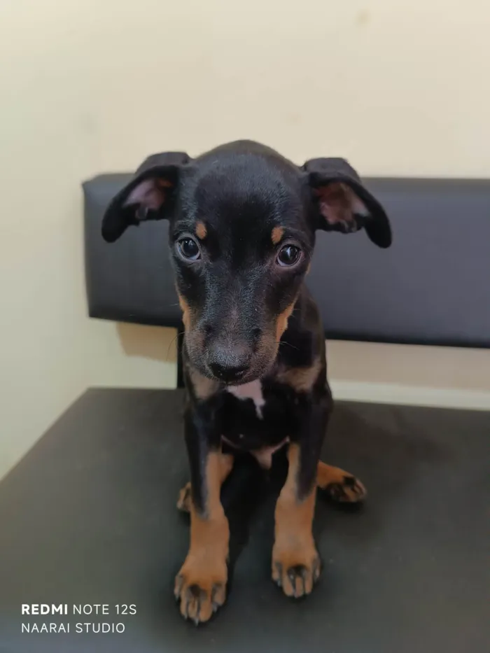 Cachorro ra a SRD-ViraLata idade 2 a 6 meses nome Pitoco 