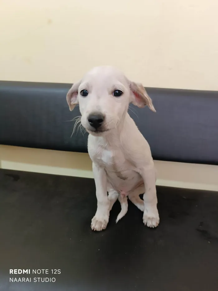 Cachorro ra a SRD-ViraLata idade 2 a 6 meses nome Nevinho 
