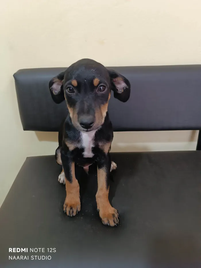 Cachorro ra a SRD-ViraLata idade 2 a 6 meses nome Peralta