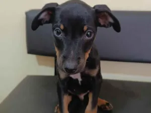 Cachorro raça SRD-ViraLata idade 2 a 6 meses nome Pitoco 