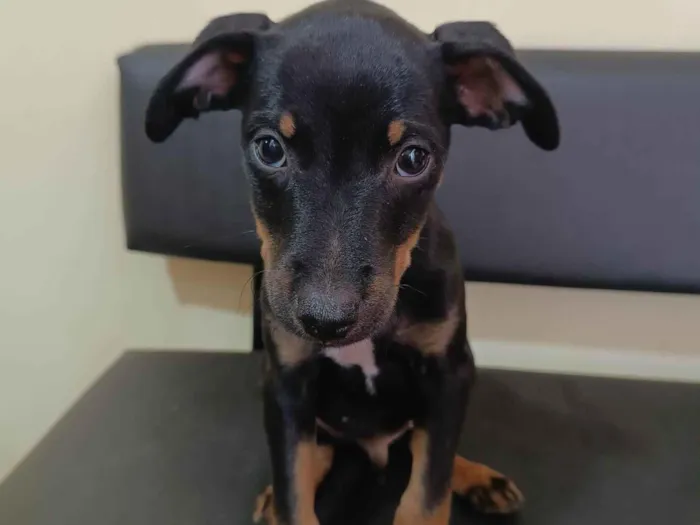 Cachorro ra a SRD-ViraLata idade 2 a 6 meses nome Pitoco 