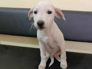 Cachorro raça SRD-ViraLata idade 2 a 6 meses nome Nevinho 