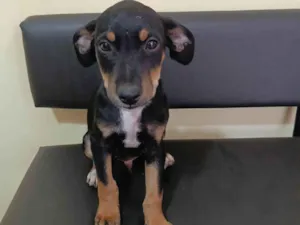 Cachorro raça SRD-ViraLata idade 2 a 6 meses nome Peralta