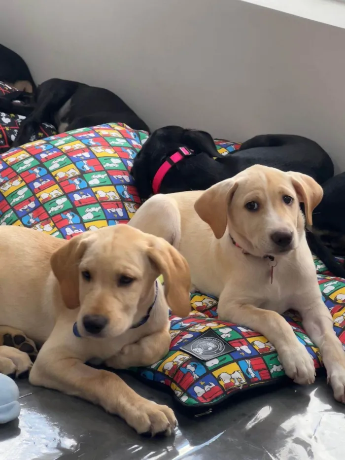 Cachorro ra a SRD-ViraLata idade 2 a 6 meses nome Filhotes 