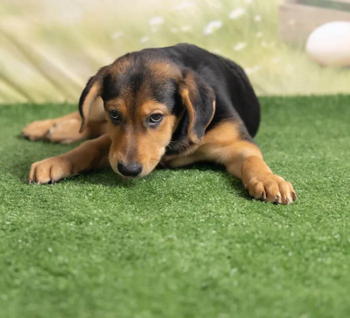 Cachorro ra a SRD-ViraLata idade 2 a 6 meses nome Victoria 