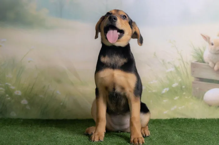 Cachorro ra a SRD-ViraLata idade 2 a 6 meses nome Victoria 