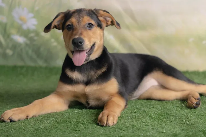 Cachorro ra a SRD-ViraLata idade 2 a 6 meses nome Victoria 