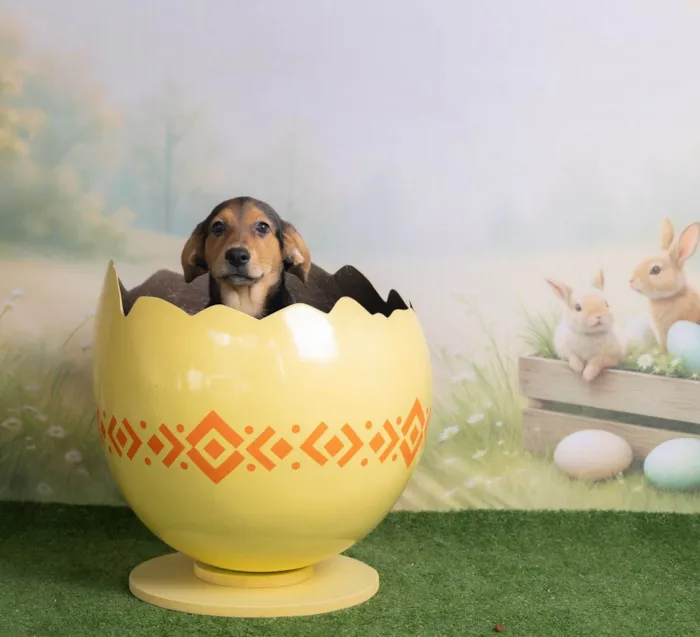 Cachorro ra a SRD-ViraLata idade 2 a 6 meses nome Victoria 