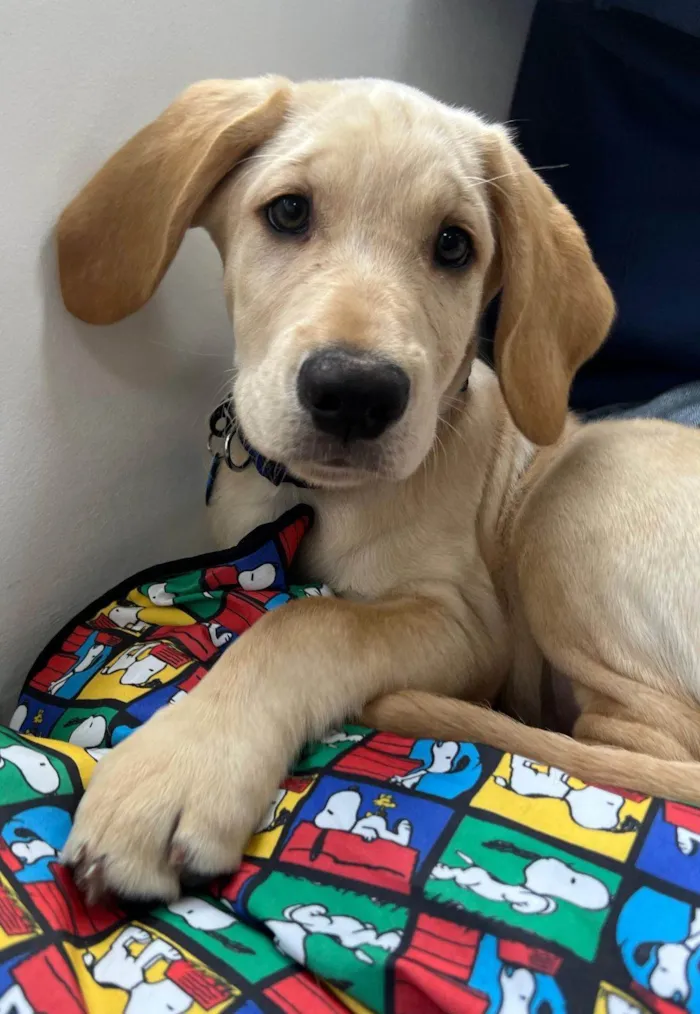 Cachorro ra a SRD-ViraLata idade 2 a 6 meses nome Lucca 