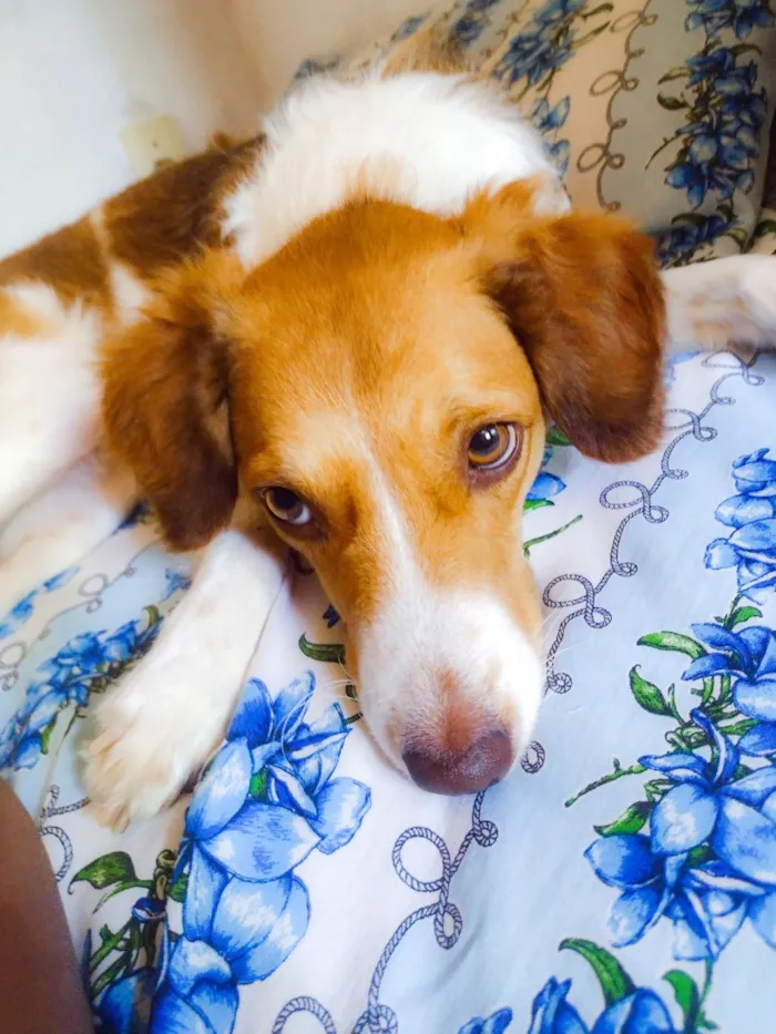 Cachorro ra a SRD-ViraLata idade 5 anos nome Mia