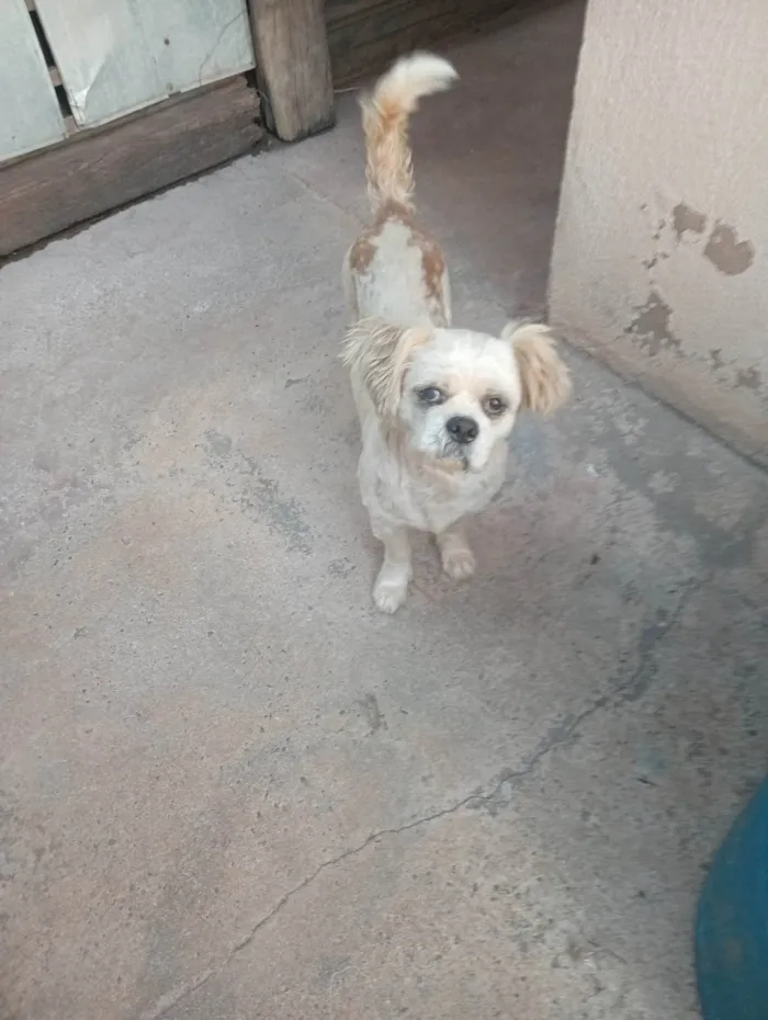 Cachorro ra a Shitzu idade 6 ou mais anos nome Não sei o nome