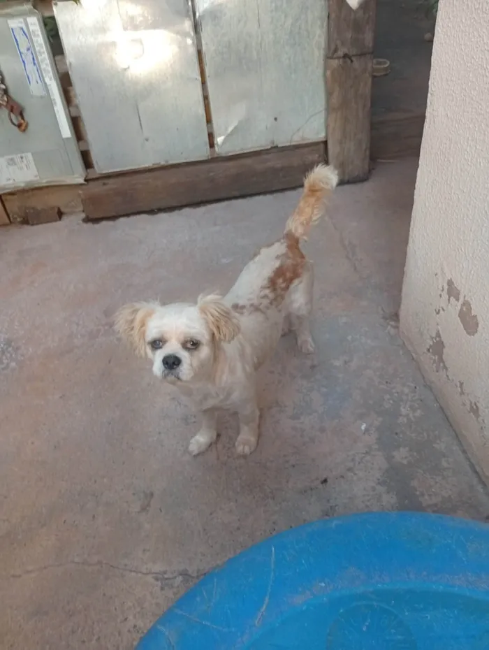 Cachorro ra a Shitzu idade 6 ou mais anos nome Não sei o nome
