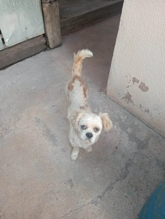 Cachorro ra a Shitzu idade 6 ou mais anos nome Não sei o nome