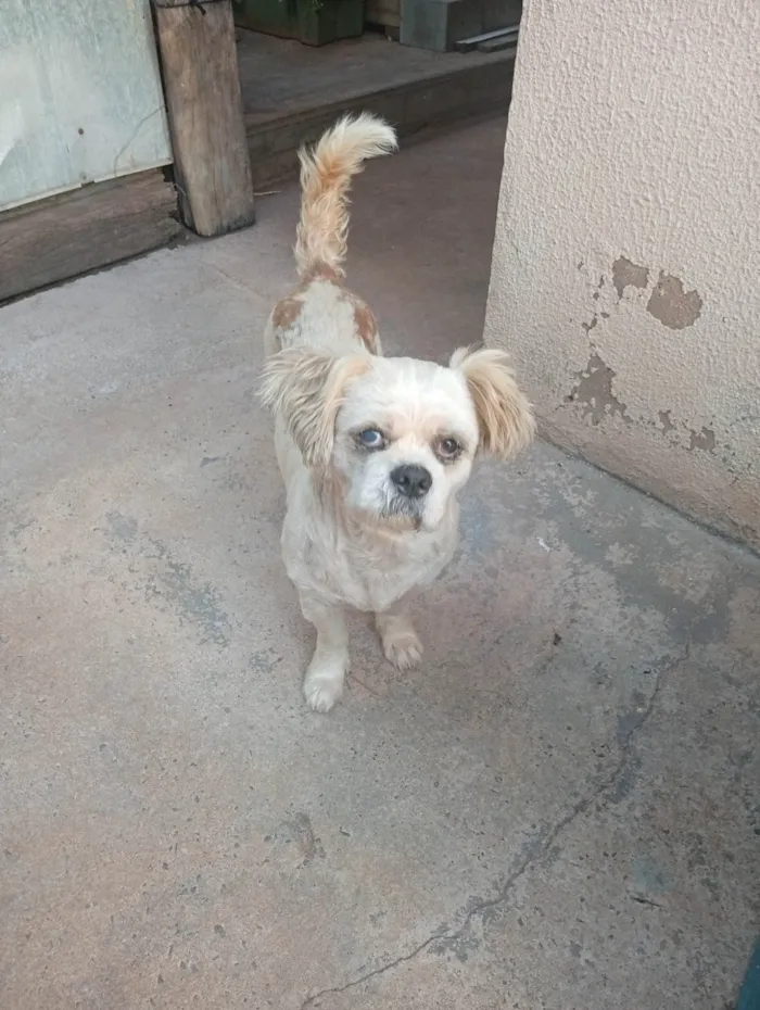 Cachorro ra a Shitzu idade 6 ou mais anos nome Não sei o nome