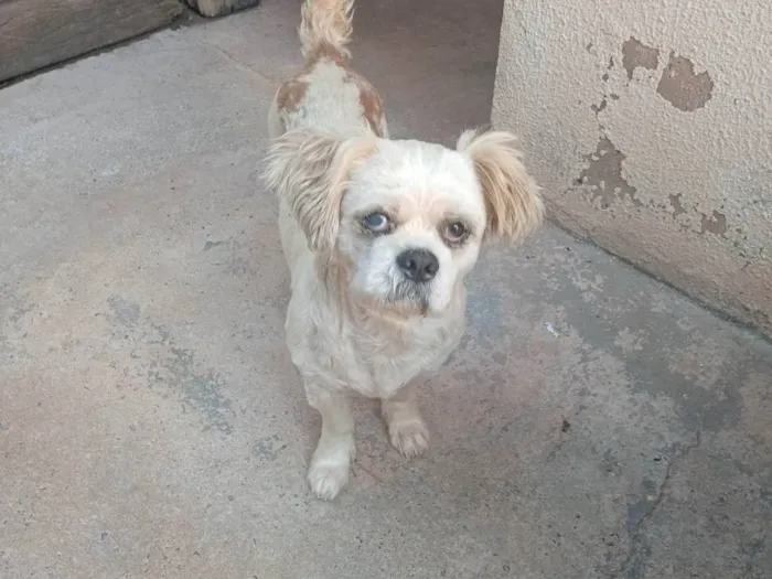 Cachorro ra a Shitzu idade 6 ou mais anos nome Não sei o nome