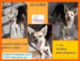 Jujuba
