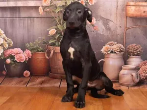 Cachorro raça SRD-ViraLata idade 2 a 6 meses nome Bento 