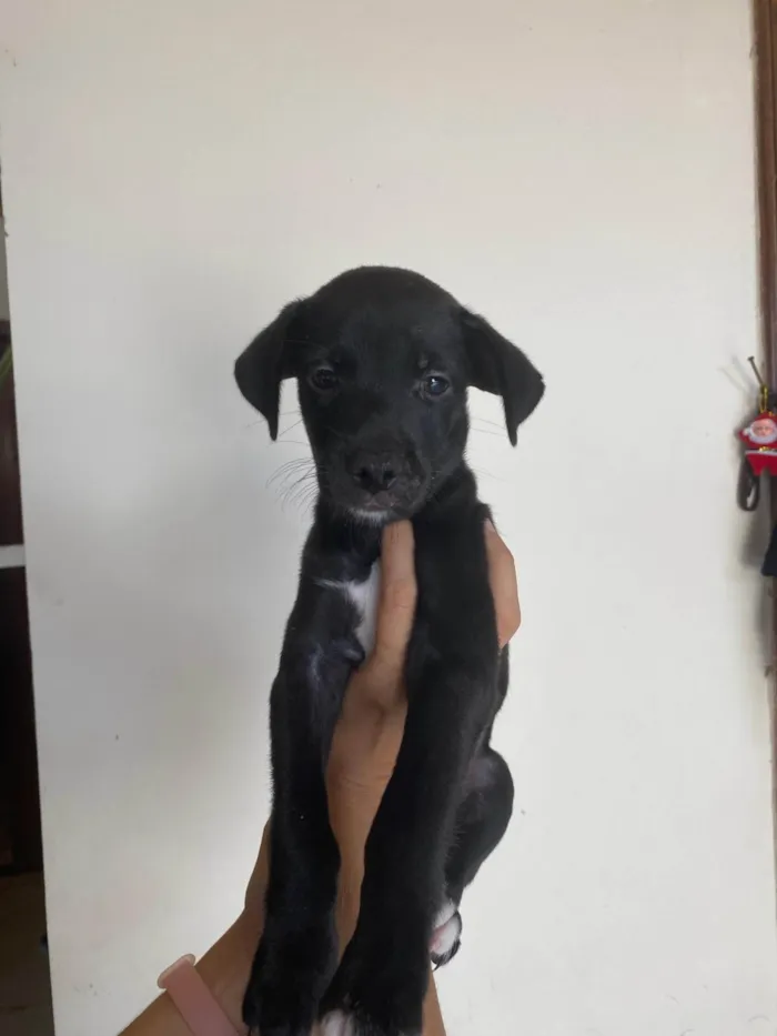 Cachorro ra a SRD-ViraLata idade 2 a 6 meses nome Filhote para adoção 