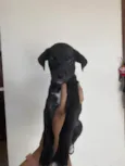 Filhote para adoção