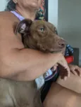 Doação de animal Fêmea veadeiro nacional