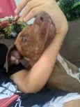 Doação de animal Fêmea veadeiro nacional