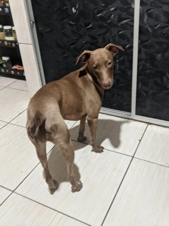 Cachorro ra a SRD-ViraLata idade 1 ano nome Doação de animal Fêmea veadeiro nacional