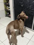Doação de animal Fêmea veadeiro nacional