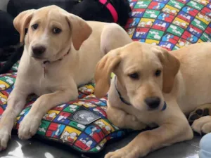Cachorro raça SRD-ViraLata idade 2 a 6 meses nome Filhotes 