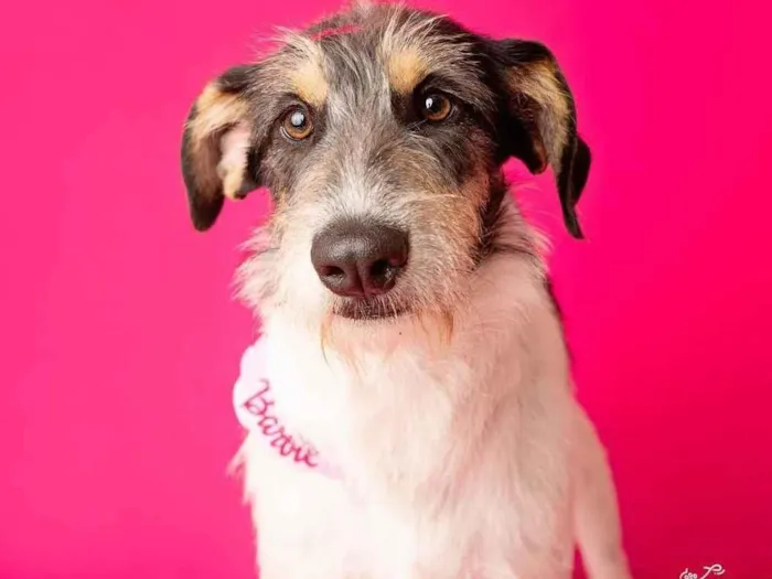 Cachorro ra a SRD-ViraLata idade 1 ano nome Nina