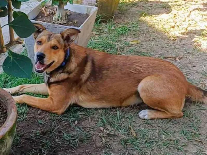 Cachorro ra a SRD-ViraLata idade 4 anos nome Marley 