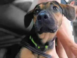Cachorro raça SRD-ViraLata idade 7 a 11 meses nome Billy 