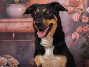 Cachorro raça SRD-ViraLata idade 2 anos nome Kyara 