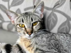 Gato raça SRD-ViraLata idade 1 ano nome Sophie 