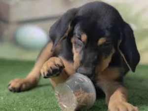 Cachorro raça SRD-ViraLata idade 2 a 6 meses nome Tom