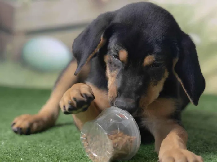 Cachorro ra a SRD-ViraLata idade 2 a 6 meses nome Tom