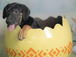 Cachorro raça SRD-ViraLata idade 2 a 6 meses nome Jerry 
