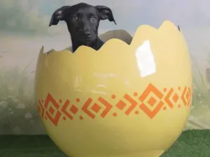 Cachorro raça SRD-ViraLata idade 2 a 6 meses nome Christian 