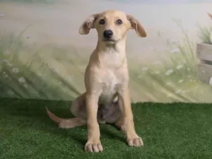 Cachorro raça SRD-ViraLata idade 2 a 6 meses nome Ralf